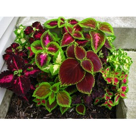 Coleus Blumei Mix Seeds Annual Flowers Beautiful for Planting Non GMO 100 Seeds