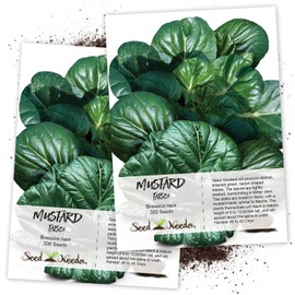 Seed Needs, Tatsoi Mustard (Brassica narinosa) Twin Pack of 300 Seeds Each Non-GMO