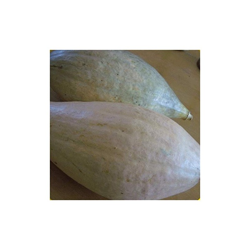 Everwilde Farms - 1 Oz Sibley Winter Squash Seeds -