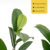 12 Carolina Cherry Laurel in 2.5” Nursery Cubes (Prunus caroliniana)