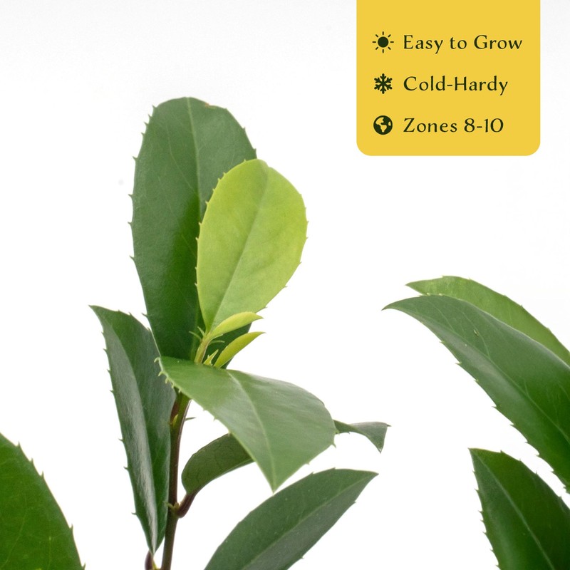 12 Carolina Cherry Laurel in 2.5” Nursery Cubes (Prunus caroliniana)