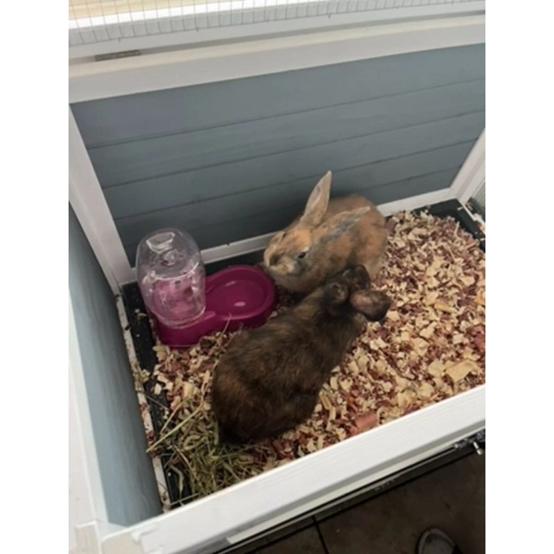 Unbranded Rabbit Urine / Fertilizer / 4oz Bottle