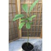 Avocado Fruit Tree 20” Seedling Live Plant Ready To Plant