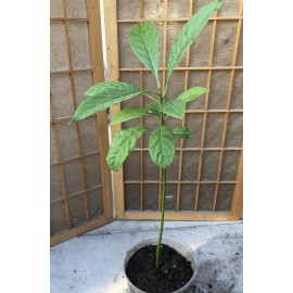Avocado Fruit Tree 20” Seedling Live Plant Ready To Plant No Pot