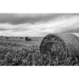 Country Photography Print (Not Framed) Black and White Picture of Round Hay Bales in Field on Stormy Day in Kansas Farm Wall Art Farmhouse Decor (30" x 40")