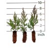 Tree Eastern Red Cedar Tree Juniperus Virginiana 5"Rescue Seedling* Ball