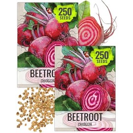 Seed Needs Beet Seeds for Planting Chioggia Beetroot - Non-GMO Heirloom & Untreated Vegetable Seed to Plant an Outdoor Home Grown Homestead Veggie Garden
