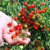 30+ Sweet Pea Currant Tomato Seeds, Heirloom Non-GMO, Extra Sweet
