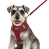 Eagloo Small Dog Harness and Leash Set, Step in Puppy
