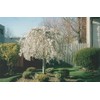 4 Weeping Cherry Blossom Trees, 6-12 Inch Tall in 2.5