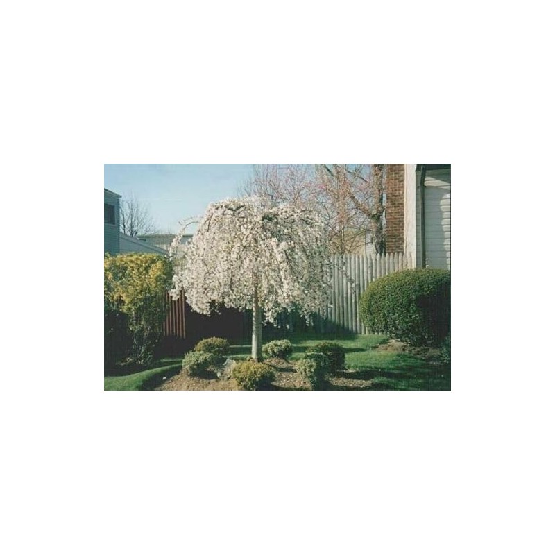 4 Weeping Cherry Blossom Trees, 6-12 Inch Tall in 2.5