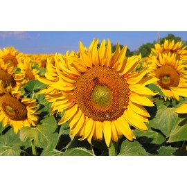 200+ Sunflower Seeds Mix - 15+ Varieties Heirloom, Non-GMO Bulk Pack for Indoor Outdoor Gardens Perennial