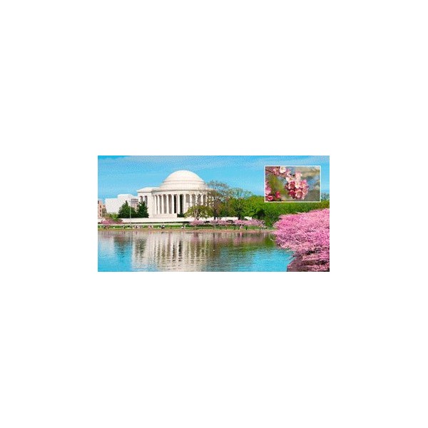 3D Motion Lenticular Postcard - Jefferson Memorial and Cherry Blossoms,