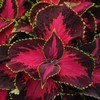 Outsidepride Coleus Chocolate Covered Cherry -20 Seeds