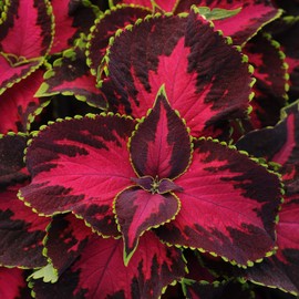 Outsidepride Coleus Chocolate Covered Cherry -20 Seeds