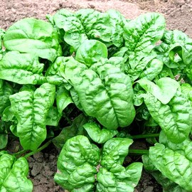 The Green Grove Garden 300+ SPINACH BLOOMSDALE SEEDS AUTUMN GIANT GARDEN VEGETABLE SALAD HEIRLOOM USA