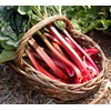 Seeds4planting - Seeds Rhubarb 35 Days Garden Red Heirloom Vegetable