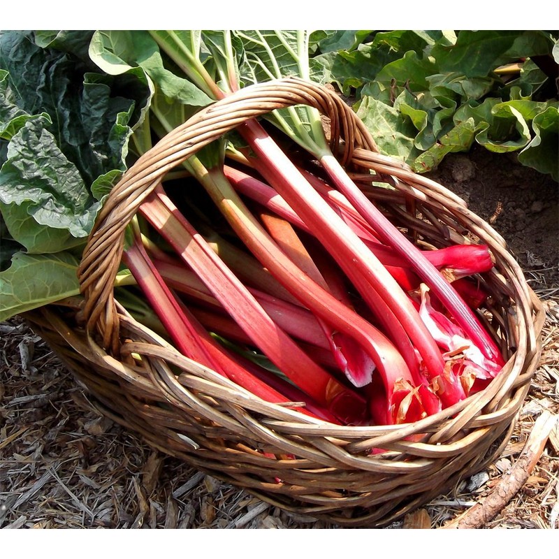Seeds4planting - Seeds Rhubarb 35 Days Garden Red Heirloom Vegetable