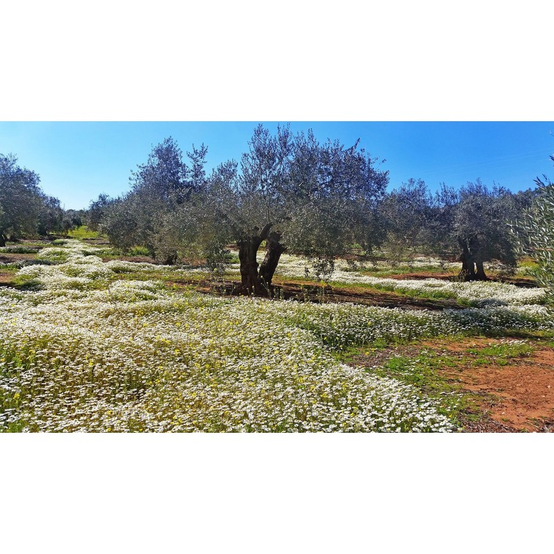 Oro Bailén - Olive oil Bailén Galgón 99 SL