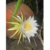 Cactus 2X Queen 12" CACTUS ORCHIDs NIGHT BLOOMING CEREUS