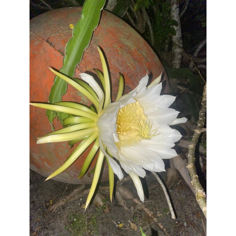 Cactus 2X Queen 12" CACTUS ORCHIDs NIGHT BLOOMING CEREUS
