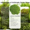 Fresh Thuidium Moss 8"x8" – Live Moss Sheet for Terrariums,