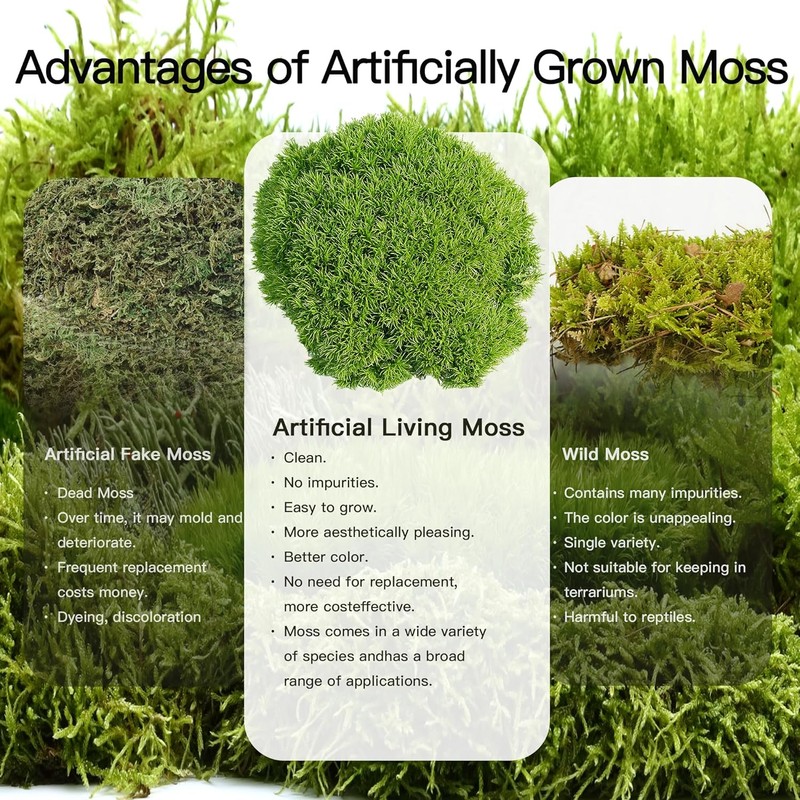 Fresh Thuidium Moss 8"x8" – Live Moss Sheet for Terrariums,