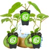 2 Vincent Female Kiwis & 1 Tomuri Male Kiwi (Actinidia