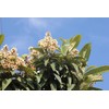 Loquat Tree Large Fruiting Tree - Includes Planting Kit (2-3