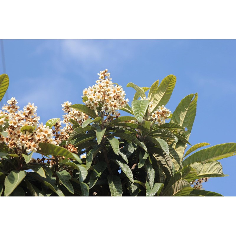Loquat Tree Large Fruiting Tree - Includes Planting Kit (2-3