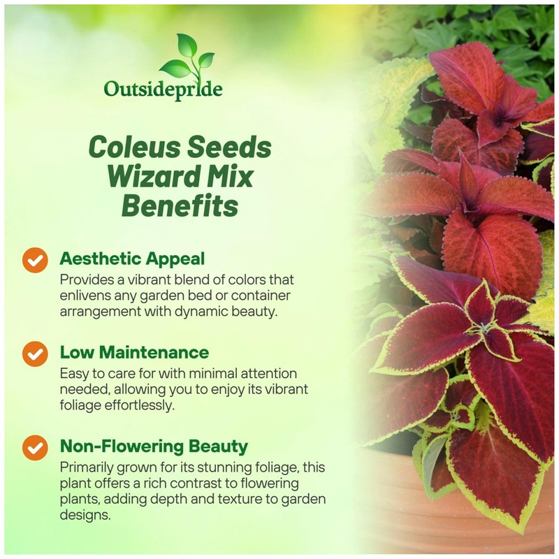 Outsidepride Wizard Mix Coleus Seeds for Planting - 400 Pcs