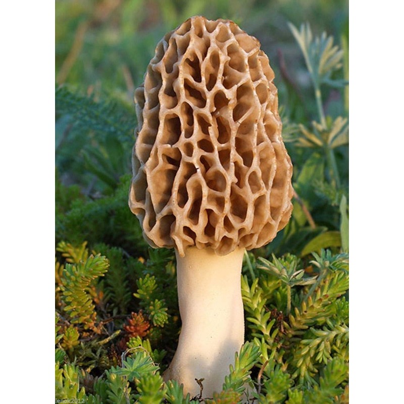 rel Mushroom Spores in Sawdust Mushroom See