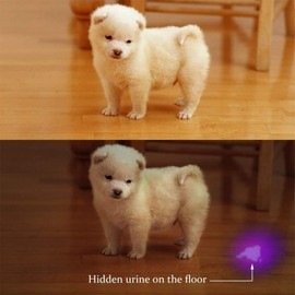 Modoao UV-Taschenlampe, Schwarzlicht, 51 LED UV-Lichter, UV-Detektor für Hunde/Katze/Haustierurin, Bettwanzen und trockene Flecken, Erkennung auf Teppichen, Teppichen, Boden