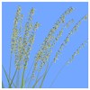 Everwilde Farms - 1 Lb Side-Oats Grama Native Grass Seeds