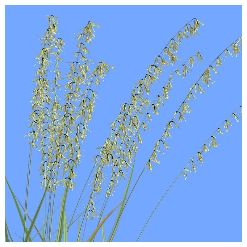 Everwilde Farms - 1 Lb Side-Oats Grama Native Grass Seeds