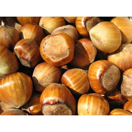 In Shell Filberts (Hazelnuts) - 25 lb.