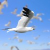 Unbranded Lifelike Artificial Flying Feathered Seagull Bird for Display