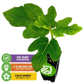 Chicago Hardy Fig Tree - Ficus carica by Wellspring Gardens - Hardy & Fruitful - Ideal for Gardens - Purple-Skinned Figs - Backyard Orchard - Edible Landscape Plant - Beginner Friendly Fruit Tree