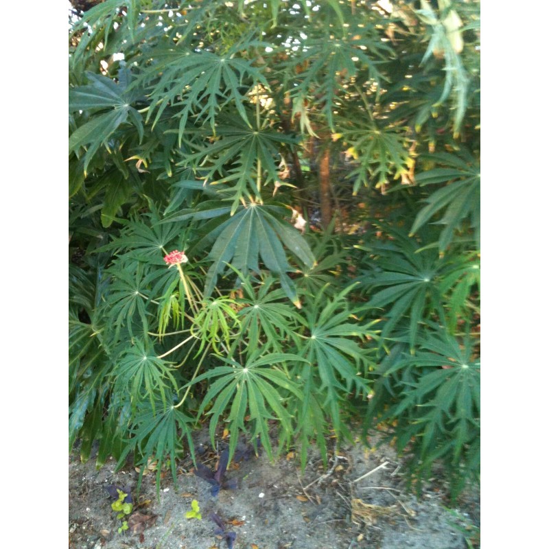 Tree Flowering Coral Tree Live rooted starter plants – 2