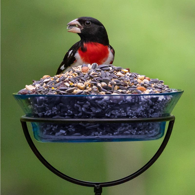 Audubon Park Extreme Variety Wild Bird Seed for Outside Feeders,