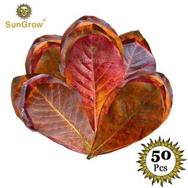 SunGrow Mini Hermit Crab Almond Leaves, 2 Inches Long, Beneficial, Hand-Picked, Perfect Addition to Your Crabitat, Easy to Use, Add Color to Your Pet's Home, Provides Right Humidity Levels, 50 Pack