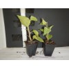 Hope's Garden BAMBINO BI-COLOR PINK & WHITE- Bougainvillea SMALL Rooted