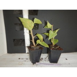 Hope's Garden BAMBINO BI-COLOR PINK & WHITE- Bougainvillea SMALL Rooted starter/plug plant*
