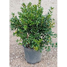 Dwarf Burford Holly (2.5 Gallon) Compact Evergreen Shrub with Glossy Green Foliage - Full Sun Live Outdoor Plant…