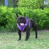 AMTOR Small Dog Harness with Leash Set, No Escape Easy