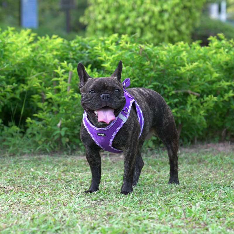 AMTOR Small Dog Harness with Leash Set, No Escape Easy