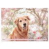 Golden Retriever Hailey Photo Calendar (Wall Calendar 2026 DIN A4