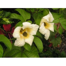 Buy Rare Seeds Momordica cochinchinensi