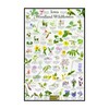Iowa Woodland Wildflower Identification Guide | Picture ID Poster for