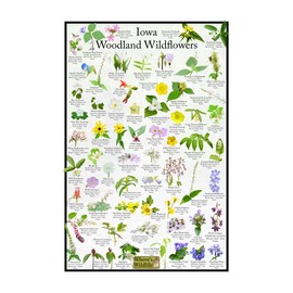 Iowa Woodland Wildflower Identification Guide | Picture ID Poster for Common Forest Flowers (8" x 12")